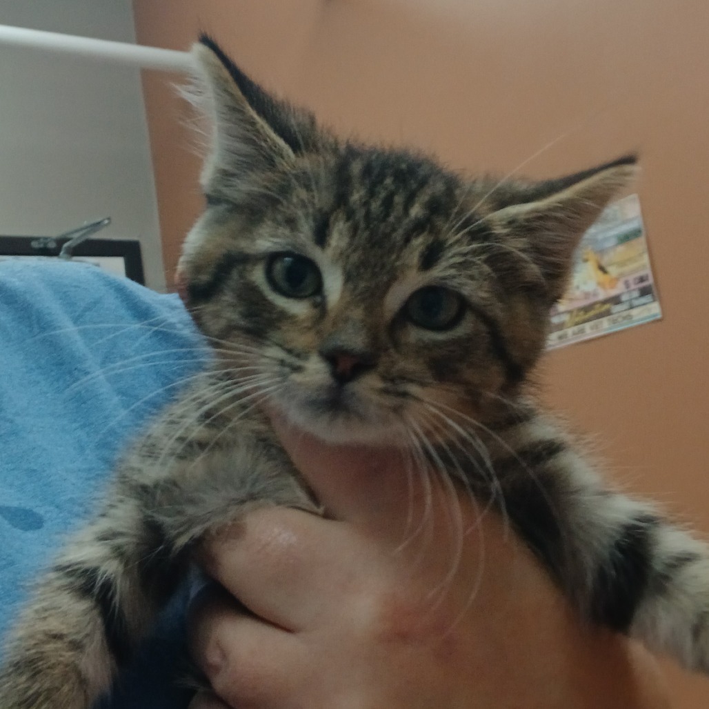 Plum, an adoptable Domestic Short Hair in Detroit Lakes, MN, 56501 | Photo Image 2