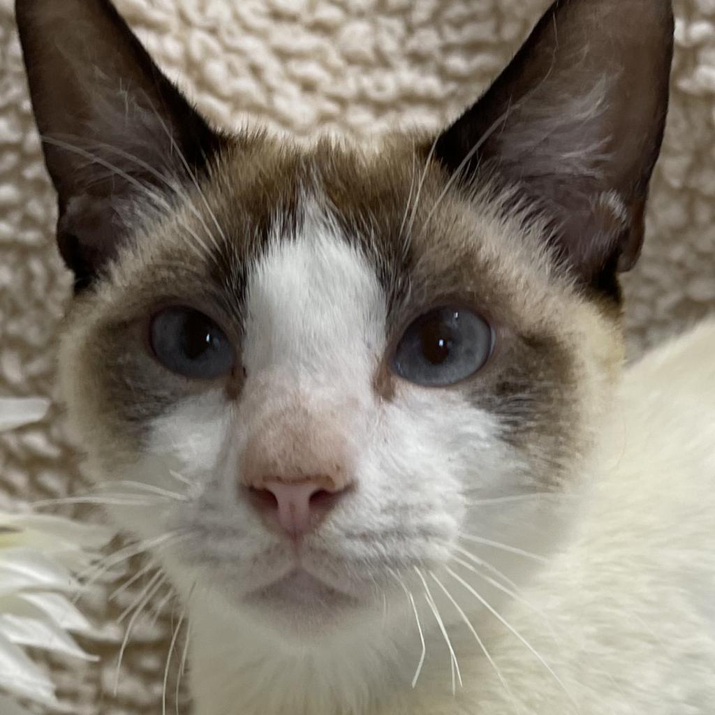 Nieve, an adoptable Snowshoe, Domestic Short Hair in Folsom, LA, 70437 | Photo Image 2
