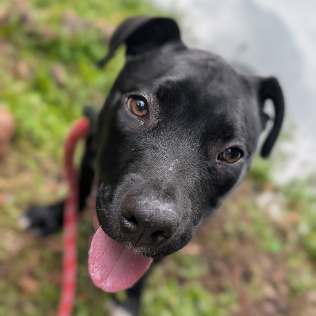 Dunkin (Onyx) 26831