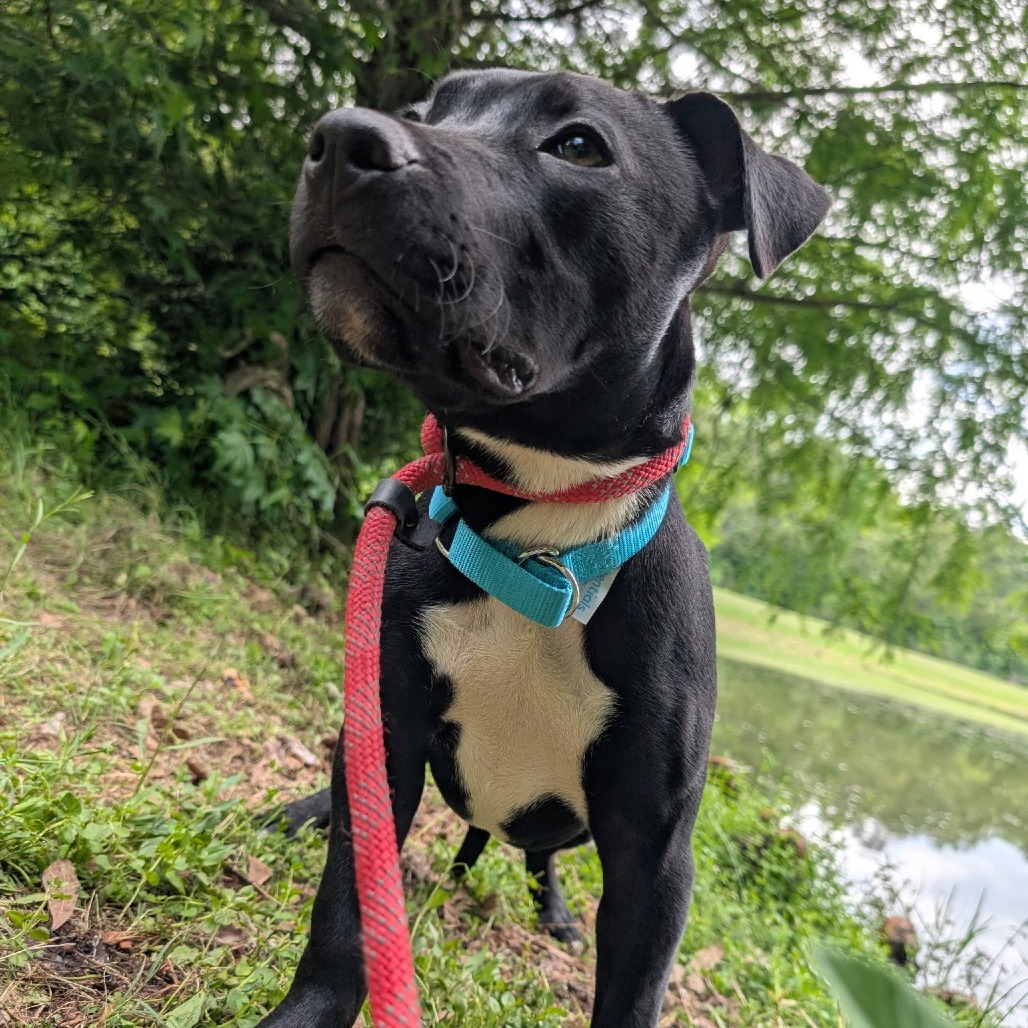 Dunkin (Onyx) 26831