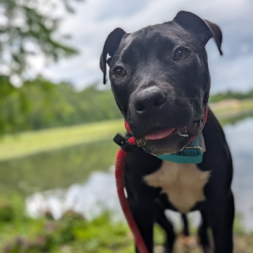 Dunkin (Onyx) 26831