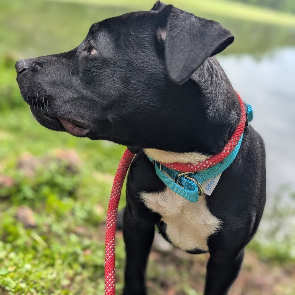 Dunkin (Onyx) 26831