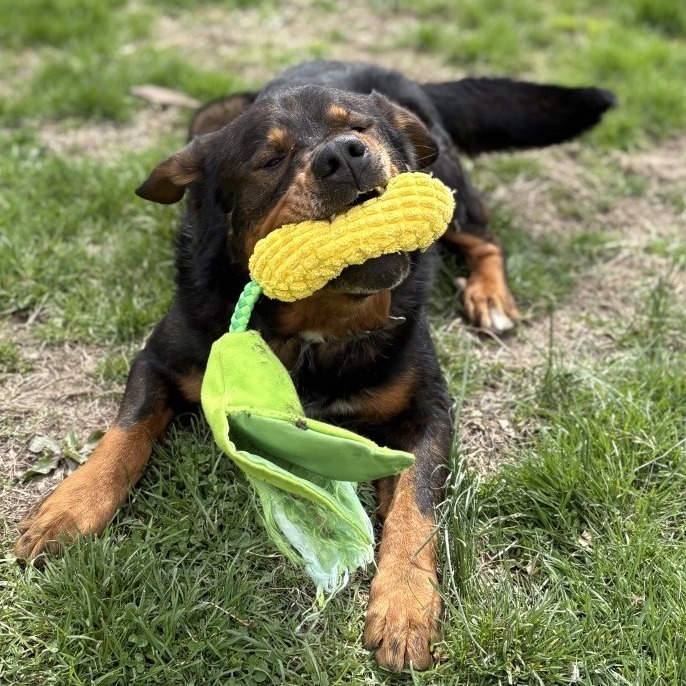 Professor Cosmic Brownie a/k/a Dee-Ojee