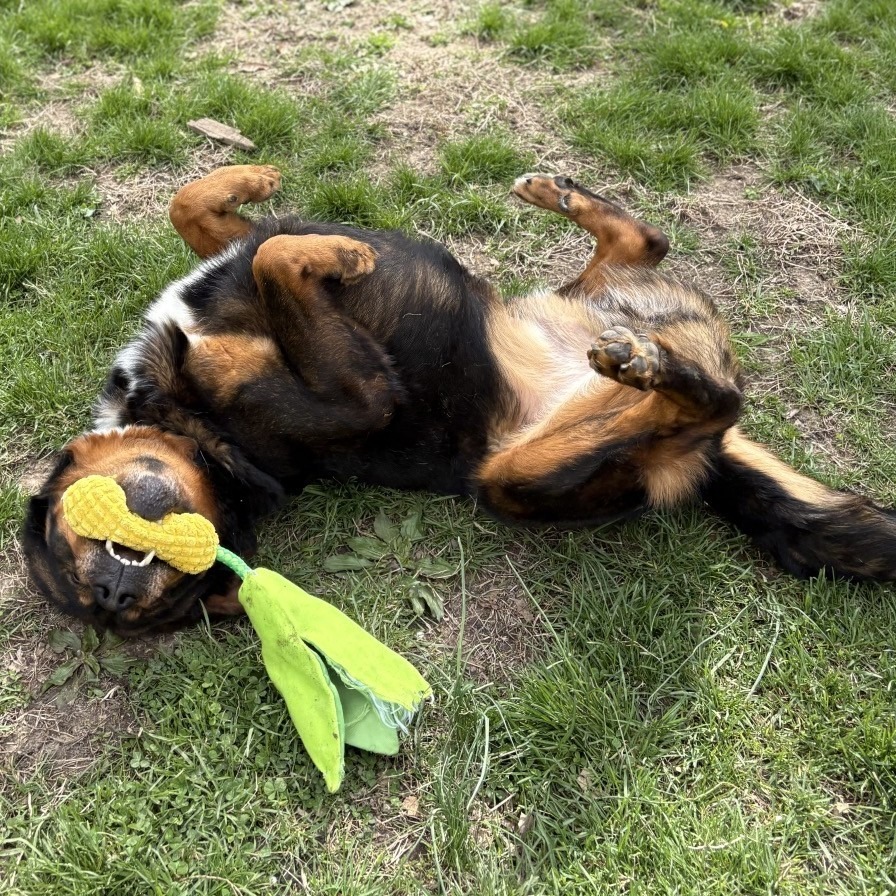 Professor Cosmic Brownie a/k/a Dee-Ojee