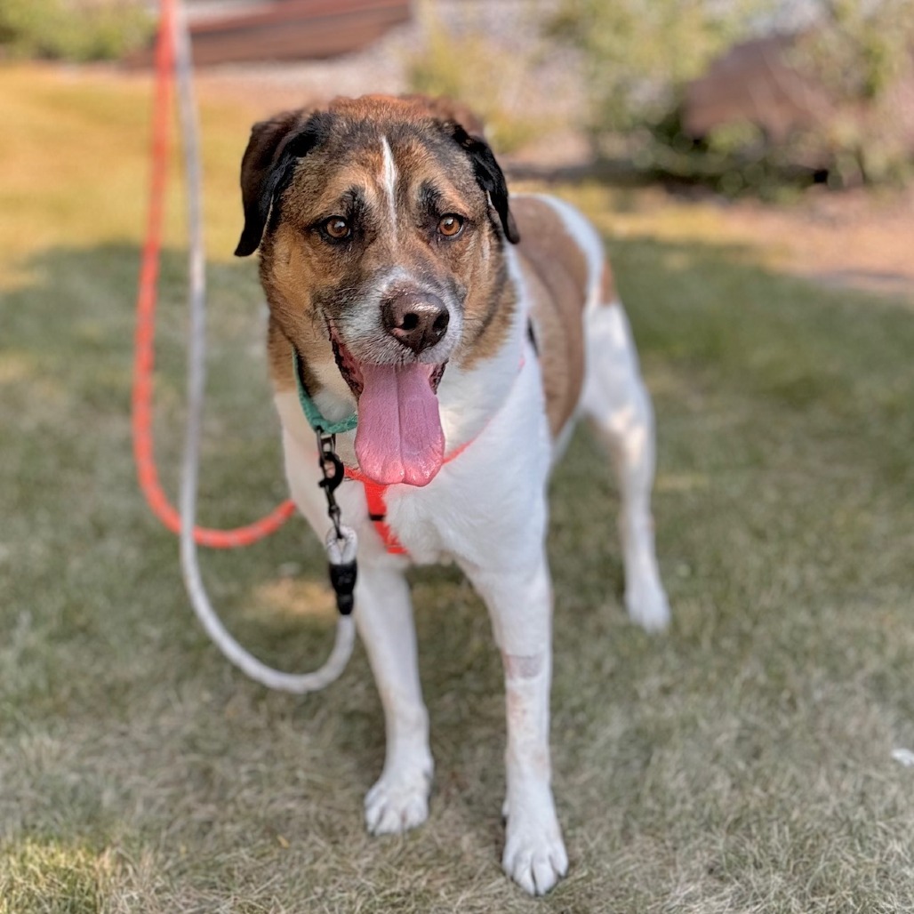 Randall, an adoptable Saint Bernard, Akbash in South Elgin, IL, 60177 | Photo Image 1