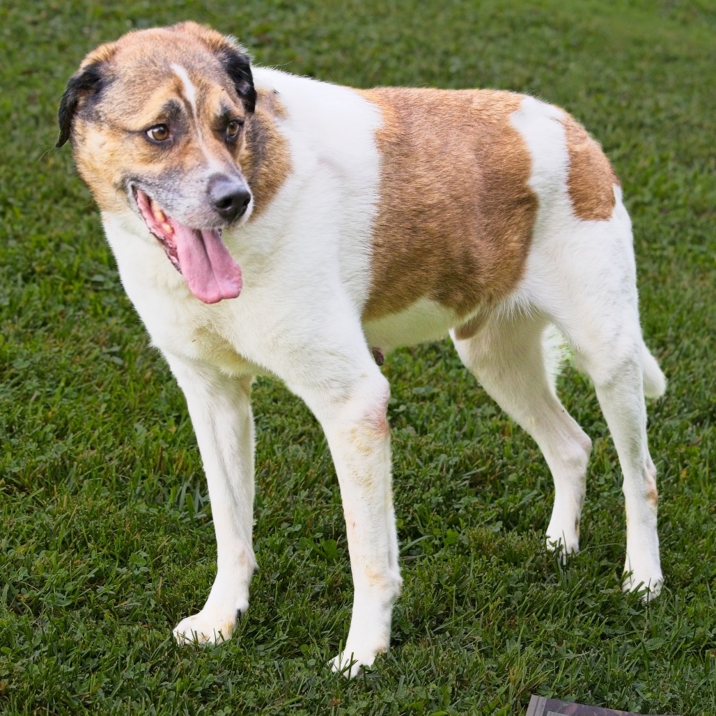Randall, an adoptable Saint Bernard, Akbash in South Elgin, IL, 60177 | Photo Image 2