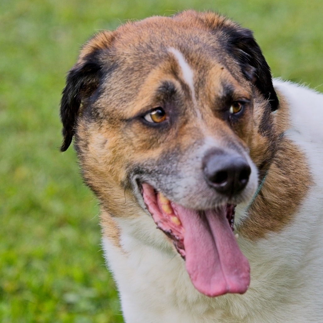 Randall, an adoptable Saint Bernard, Akbash in South Elgin, IL, 60177 | Photo Image 3
