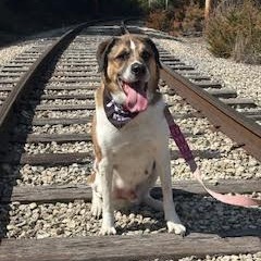 Randall, an adoptable Saint Bernard, Akbash in South Elgin, IL, 60177 | Photo Image 4