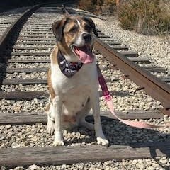 Randall, an adoptable Saint Bernard, Akbash in South Elgin, IL, 60177 | Photo Image 5