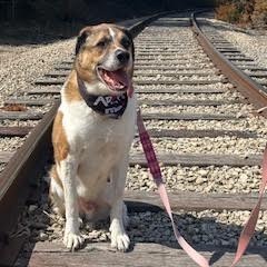 Randall, an adoptable Saint Bernard, Akbash in South Elgin, IL, 60177 | Photo Image 6