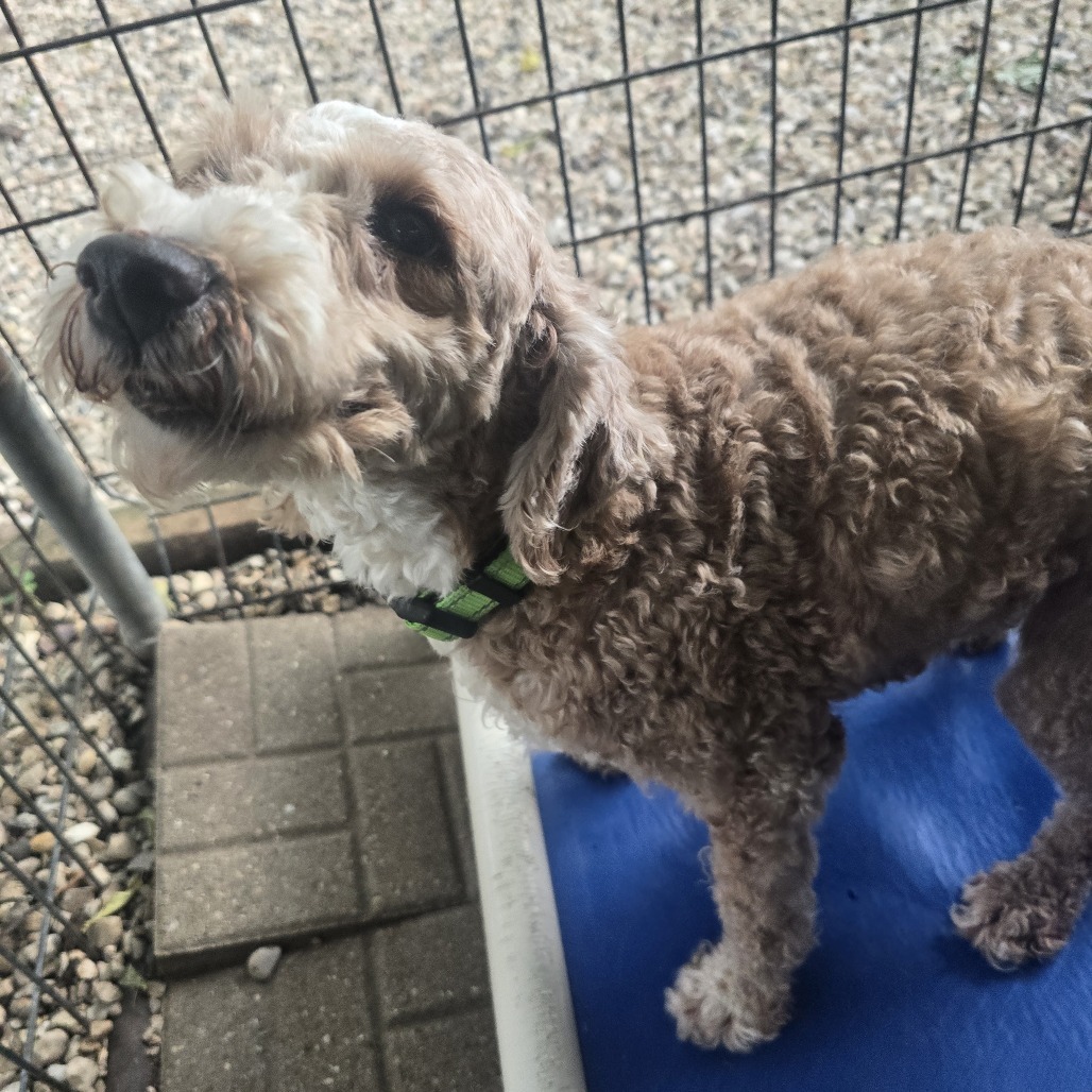 Dakota, an adoptable Poodle, Cockapoo in Madison, WI, 53716 | Photo Image 1