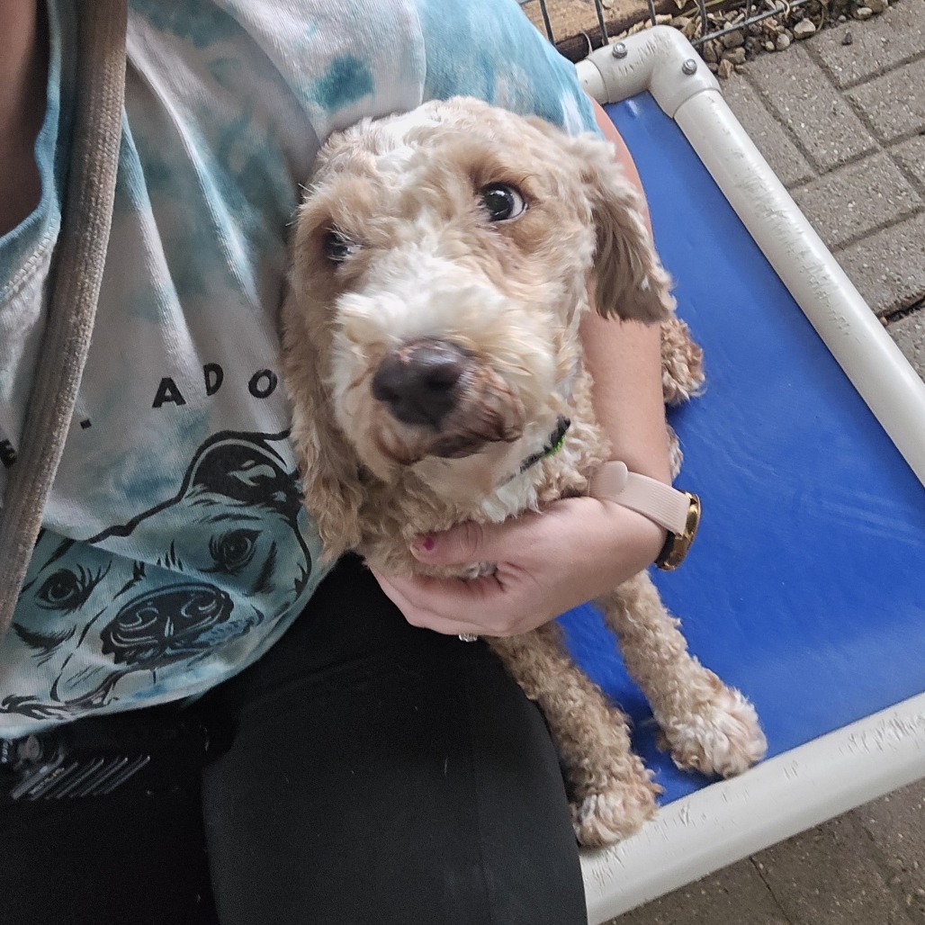 Dakota, an adoptable Poodle, Cockapoo in Madison, WI, 53716 | Photo Image 2