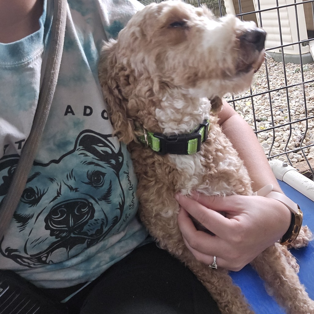 Dakota, an adoptable Poodle, Cockapoo in Madison, WI, 53716 | Photo Image 3