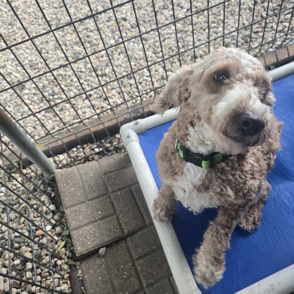 Dakota, an adoptable Poodle, Cockapoo in Madison, WI, 53716 | Photo Image 4