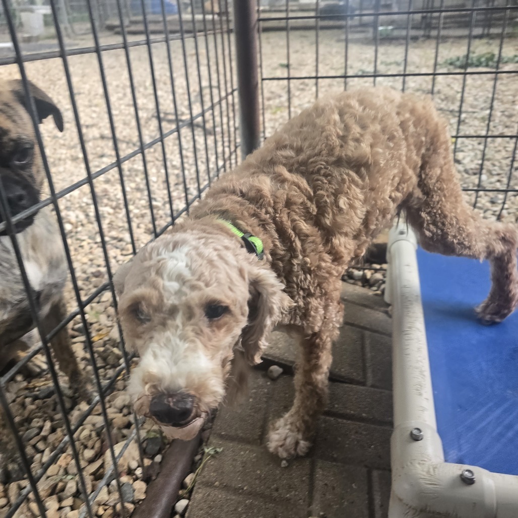 Dakota, an adoptable Poodle, Cockapoo in Madison, WI, 53716 | Photo Image 5