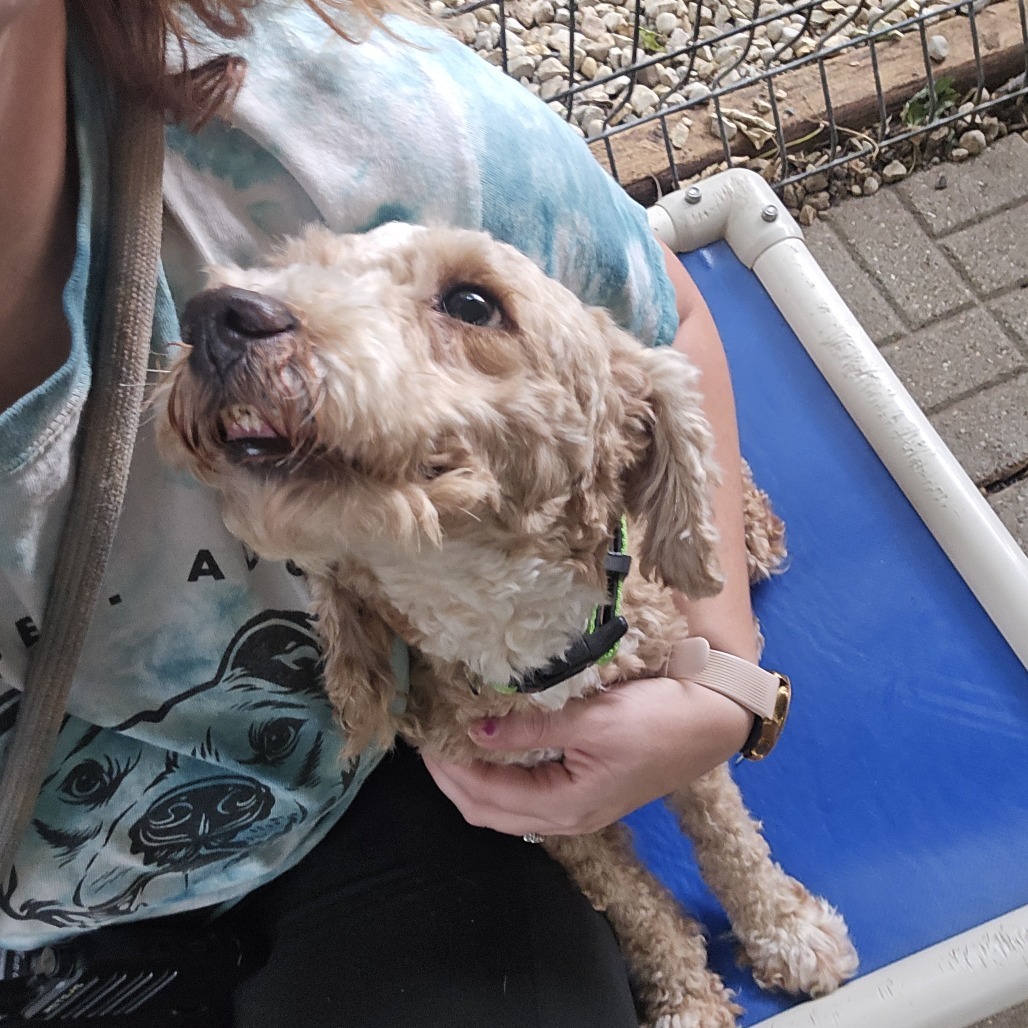Dakota, an adoptable Poodle, Cockapoo in Madison, WI, 53716 | Photo Image 6