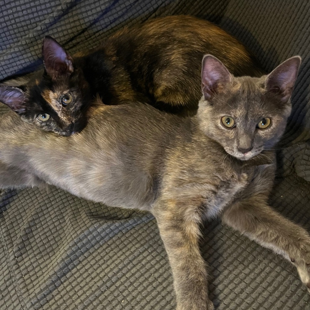 Petunia & Marigold- We're A Bonded Pair!