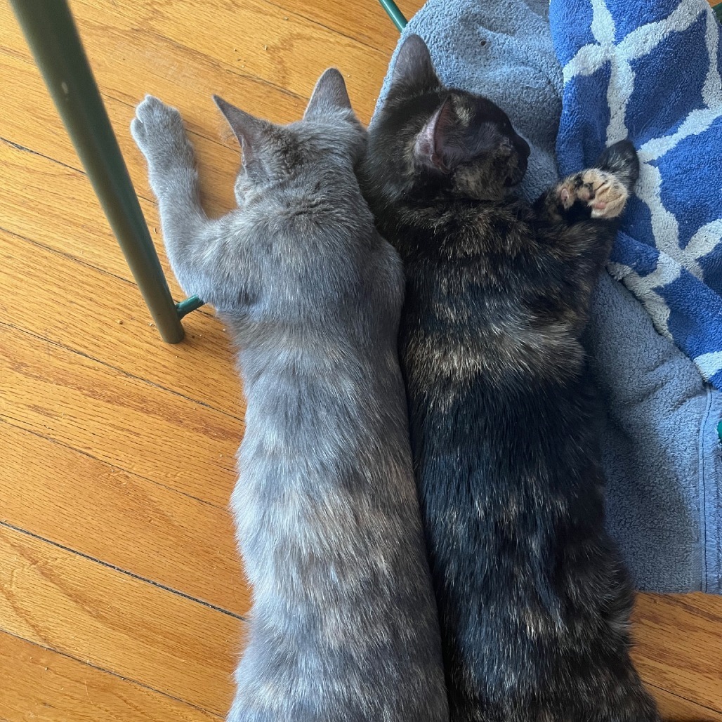 Petunia & Marigold- We're A Bonded Pair!