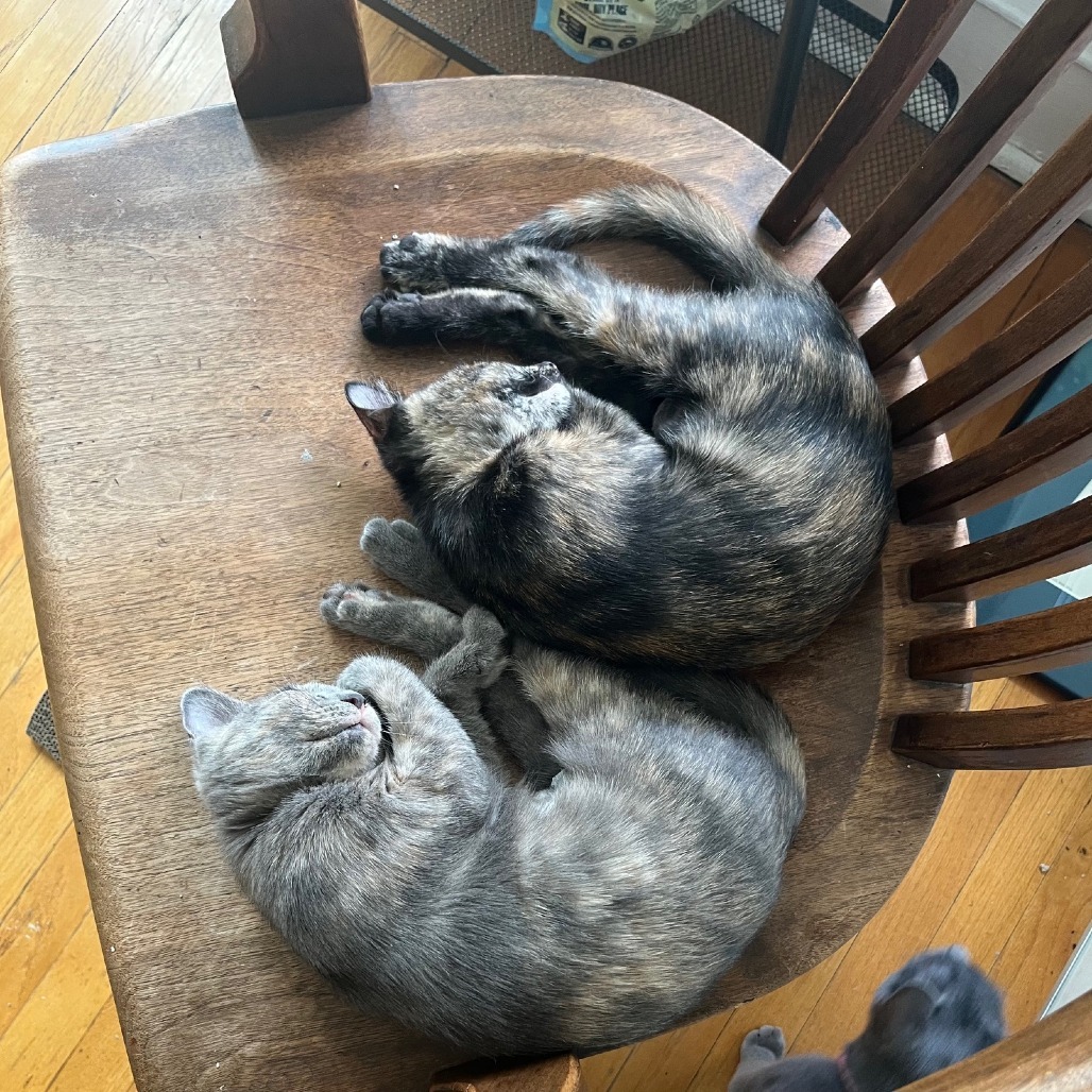 Petunia & Marigold- We're A Bonded Pair!