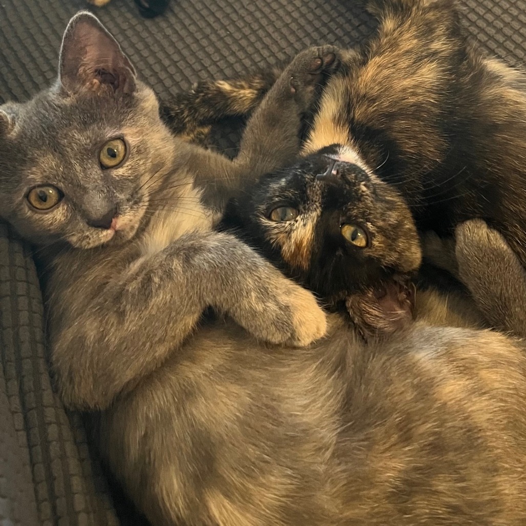 Petunia & Marigold- We're A Bonded Pair!
