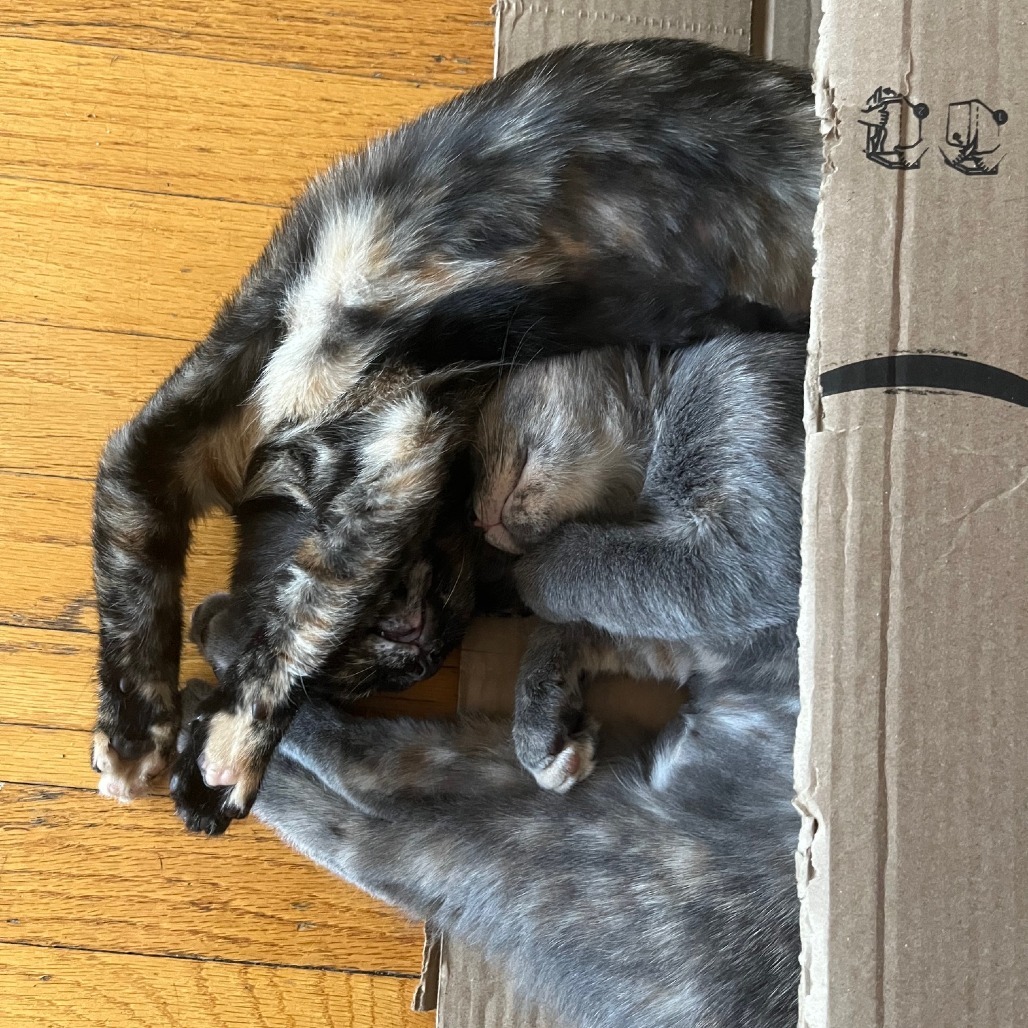 Petunia & Marigold- We're A Bonded Pair!
