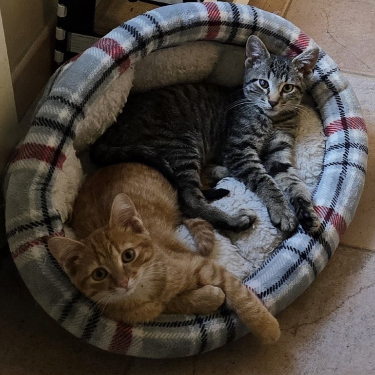 Chance & Chevy - We're a bonded pair!