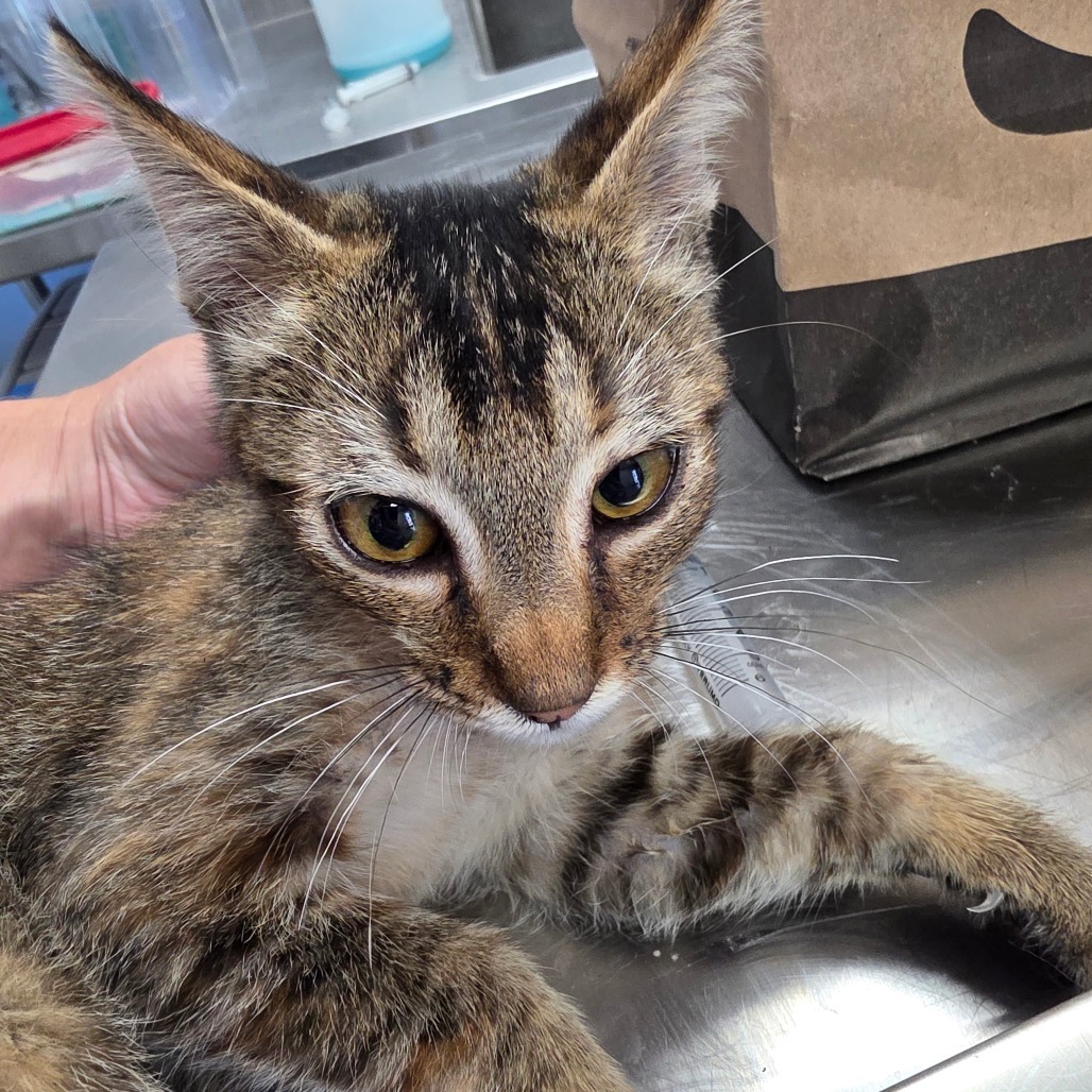 Hadley, an adoptable Domestic Short Hair in Duncan, OK, 73533 | Photo Image 1