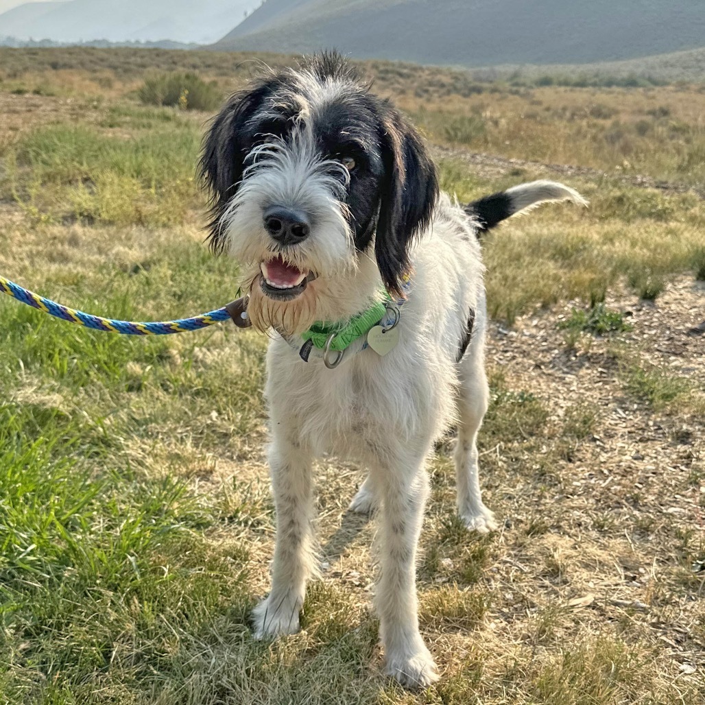 Indigo, an adoptable Mixed Breed in Hailey, ID, 83333 | Photo Image 1