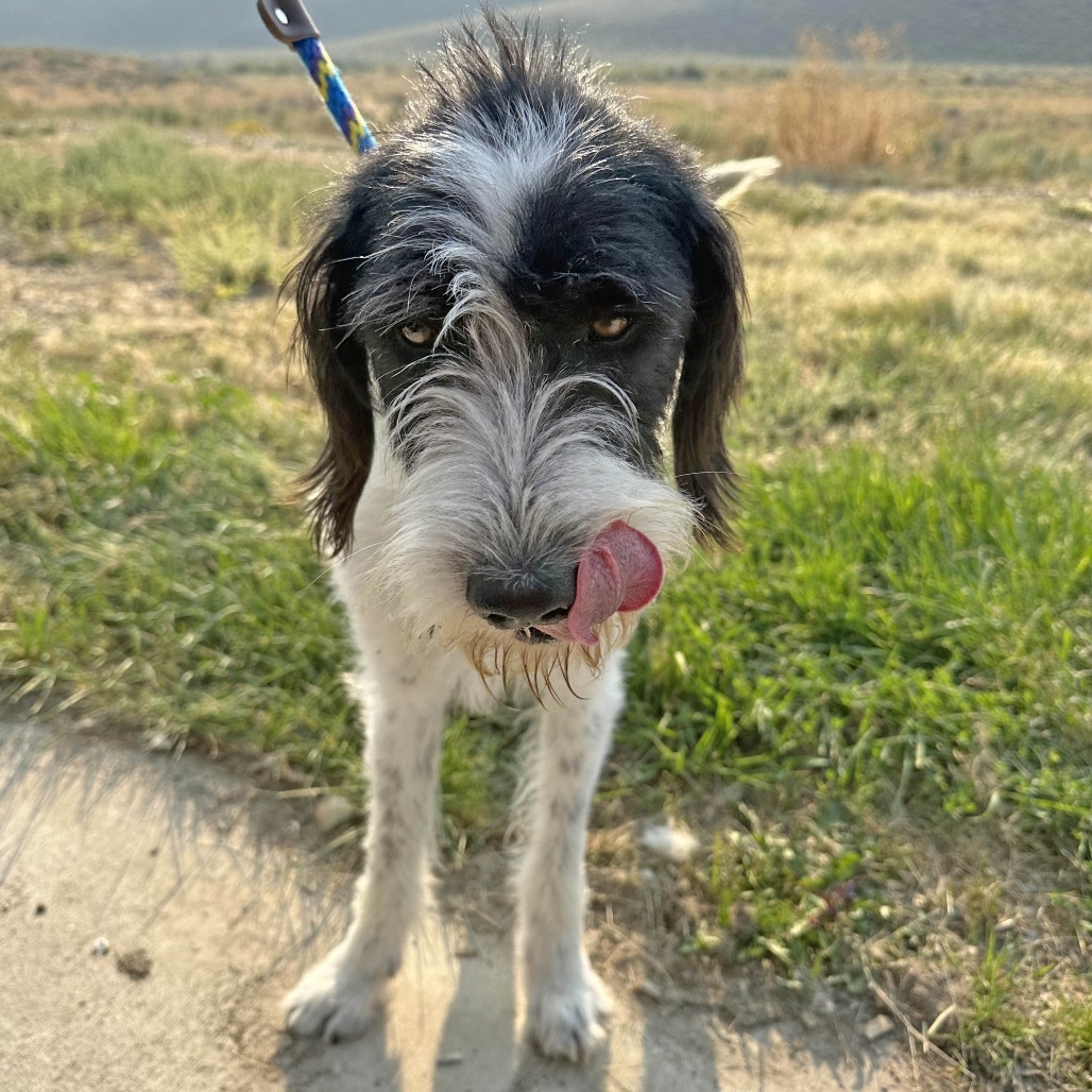 Indigo, an adoptable Mixed Breed in Hailey, ID, 83333 | Photo Image 2