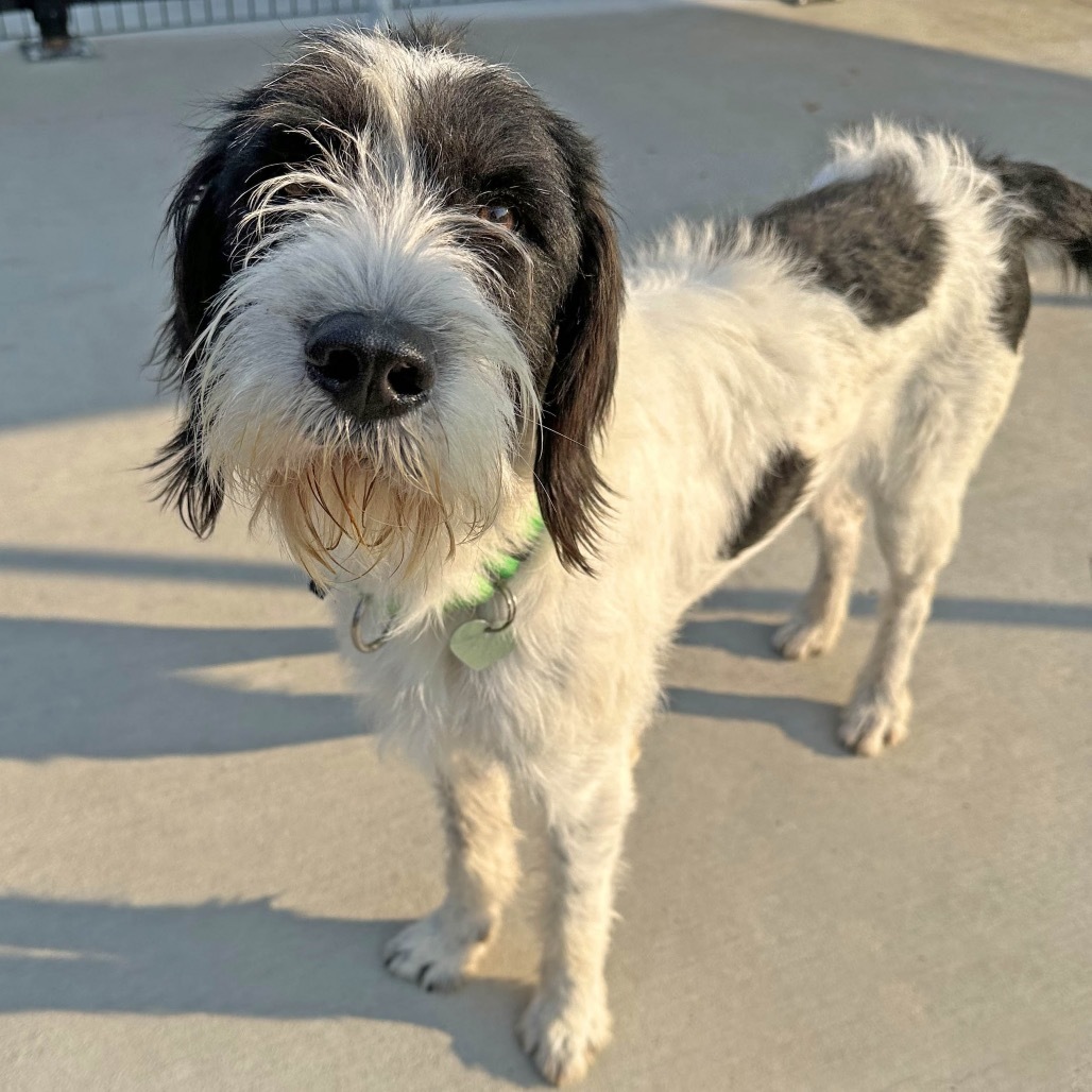 Indigo, an adoptable Mixed Breed in Hailey, ID, 83333 | Photo Image 3
