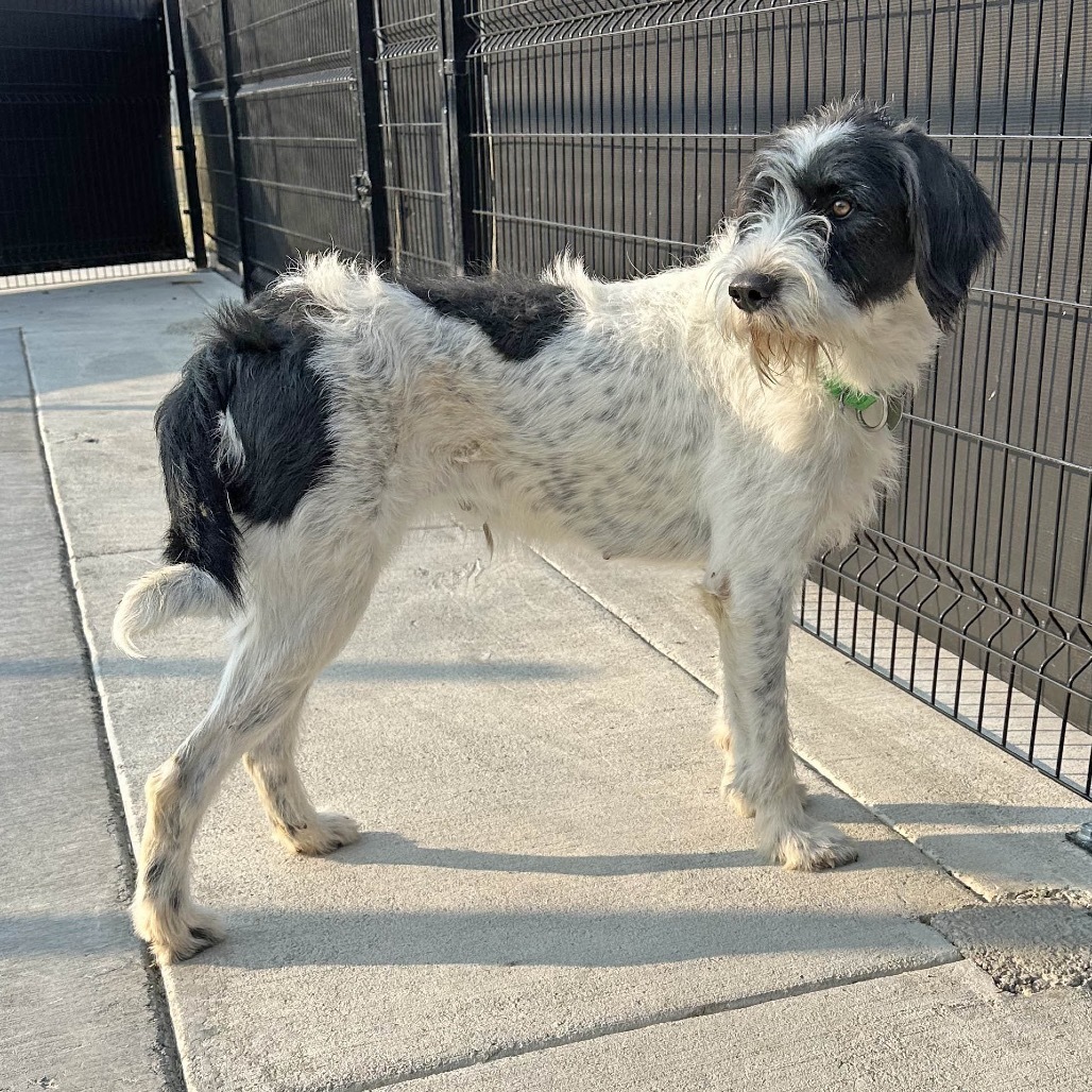 Indigo, an adoptable Mixed Breed in Hailey, ID, 83333 | Photo Image 4