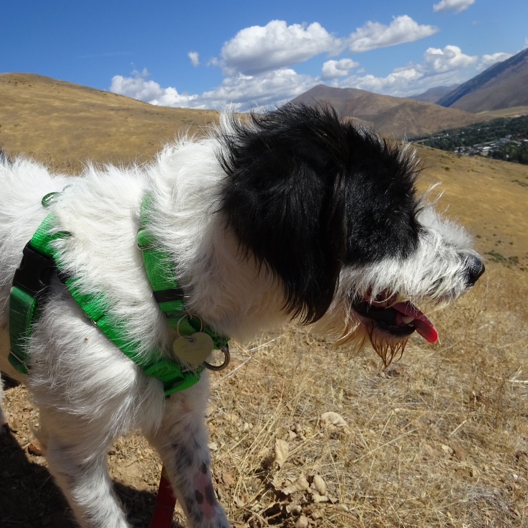 Indigo, an adoptable Mixed Breed in Hailey, ID, 83333 | Photo Image 5