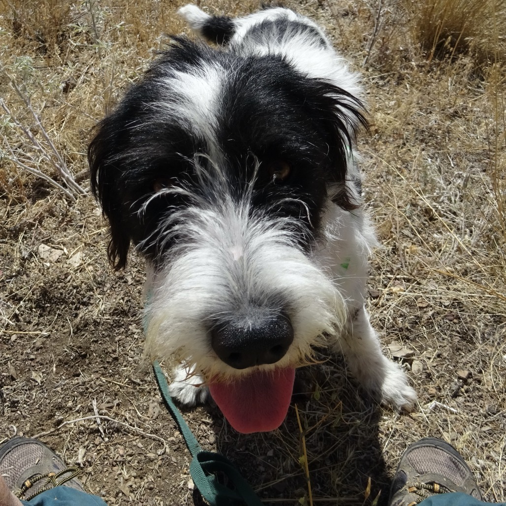 Indigo, an adoptable Mixed Breed in Hailey, ID, 83333 | Photo Image 6