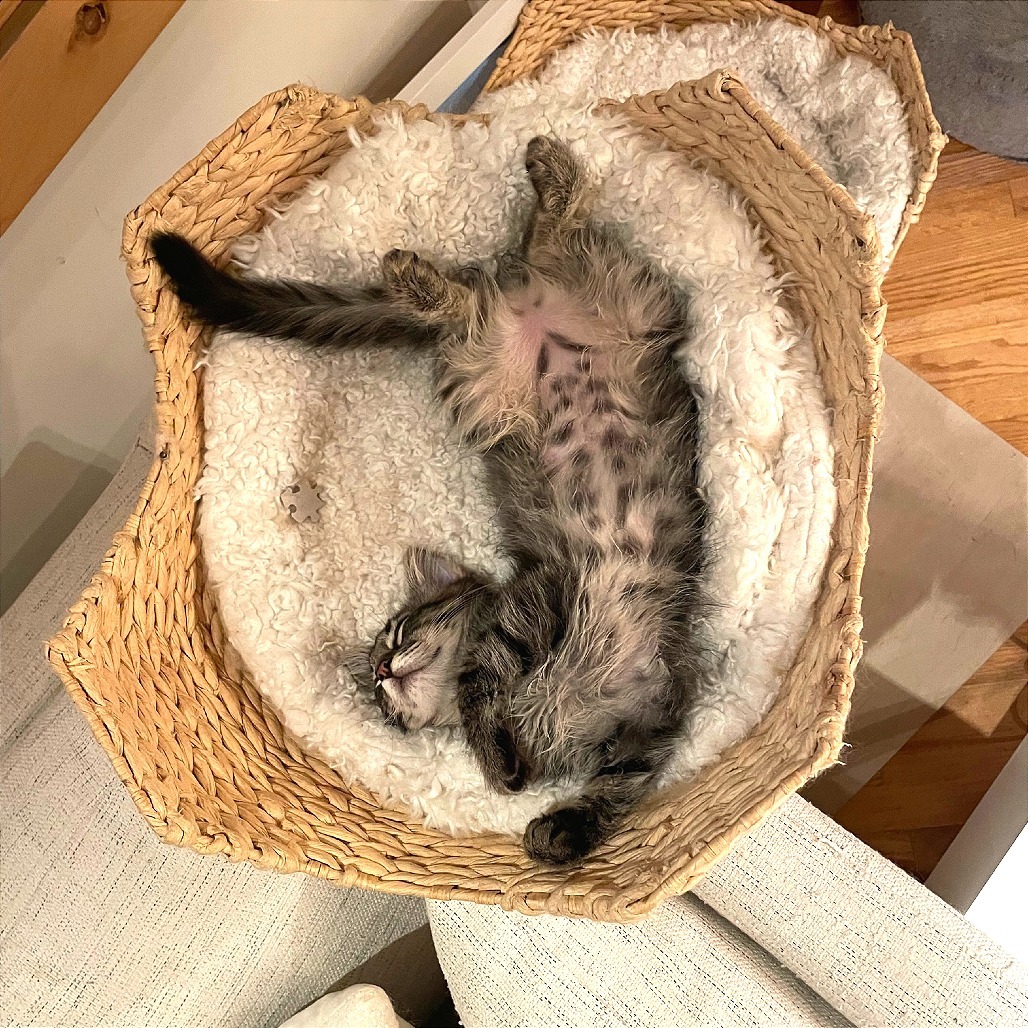 Mrs. Norris, an adoptable Domestic Long Hair in Hailey, ID, 83333 | Photo Image 1