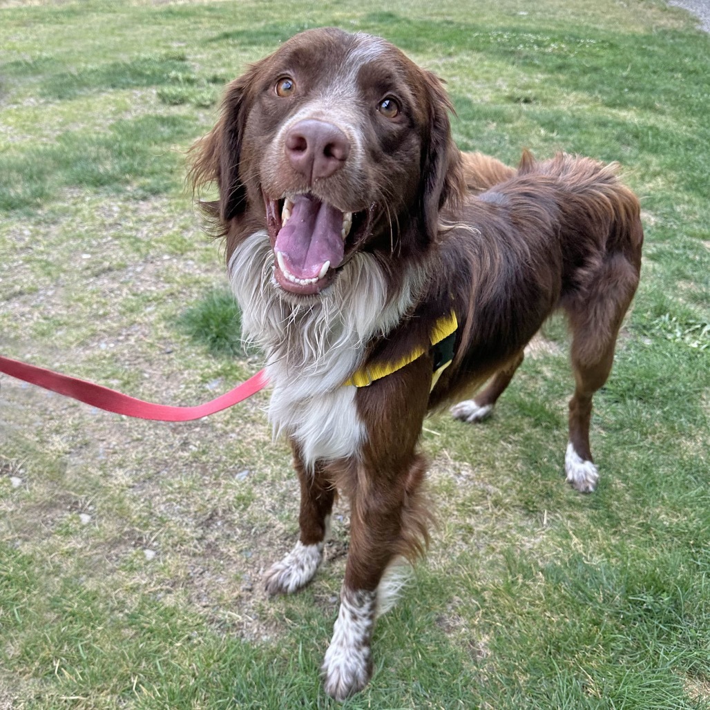 Freddy, an adoptable Mixed Breed in Hailey, ID, 83333 | Photo Image 1