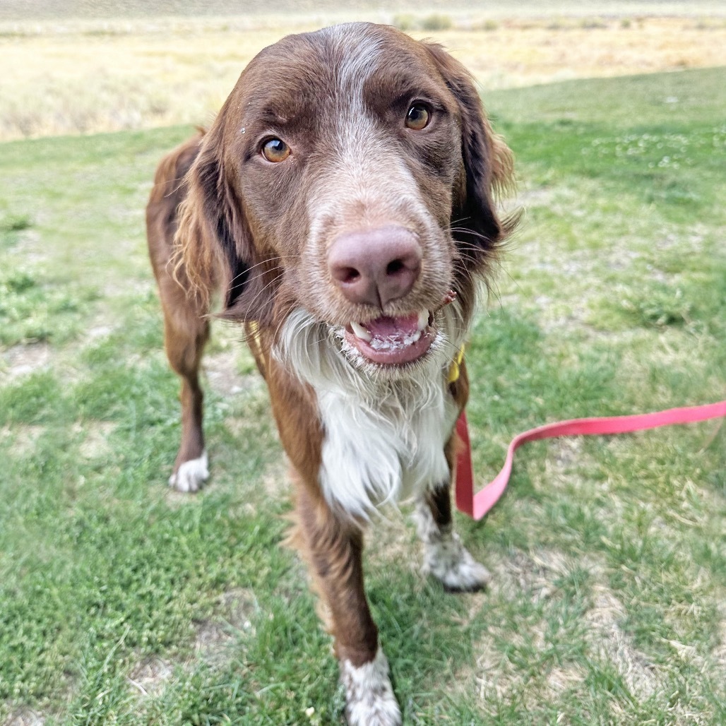 Freddy, an adoptable Mixed Breed in Hailey, ID, 83333 | Photo Image 2