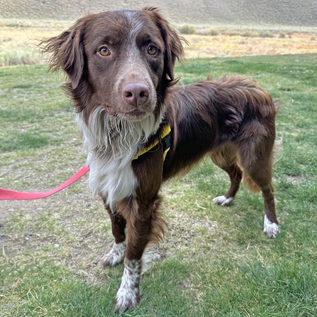 Freddy, an adoptable Mixed Breed in Hailey, ID, 83333 | Photo Image 3