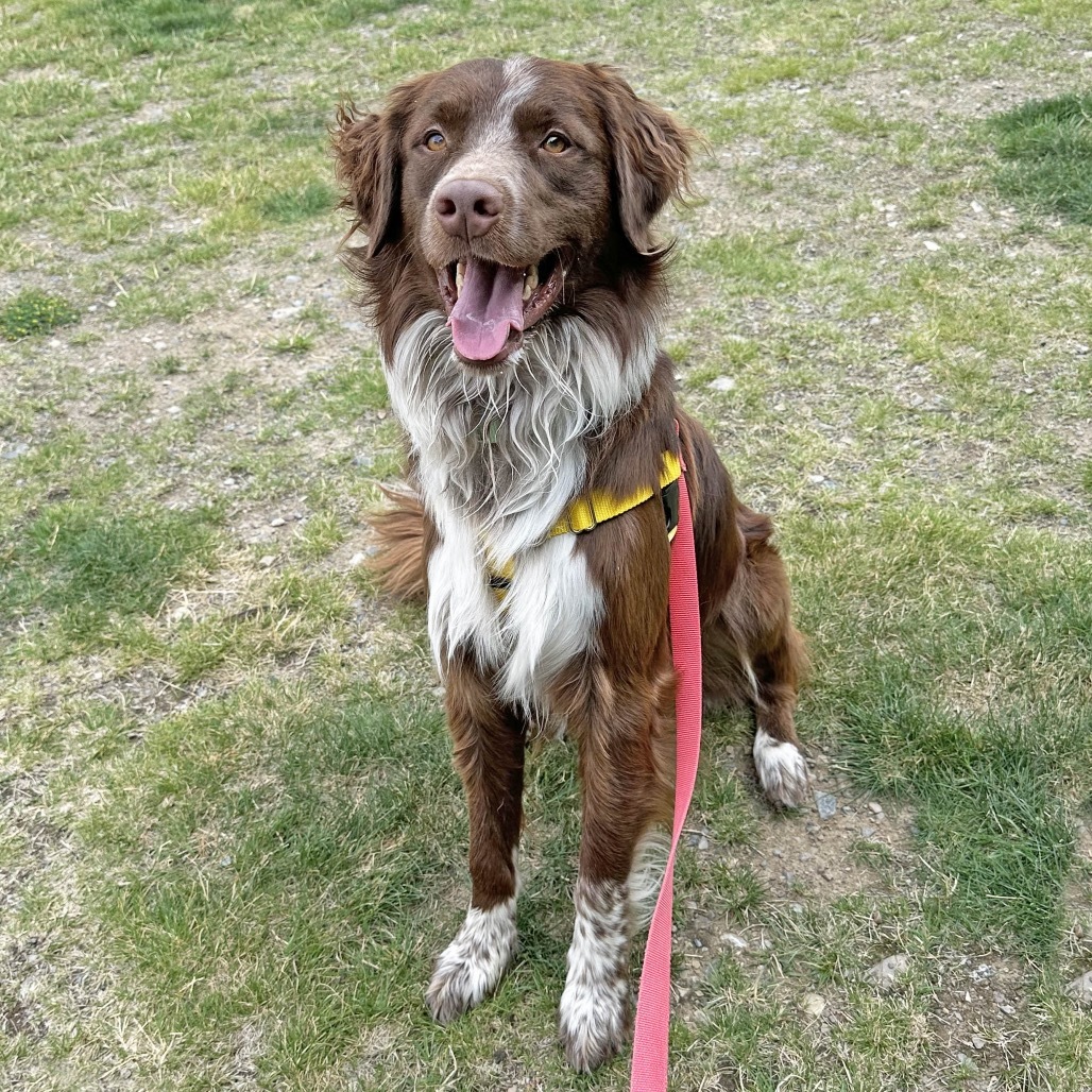 Freddy, an adoptable Mixed Breed in Hailey, ID, 83333 | Photo Image 4
