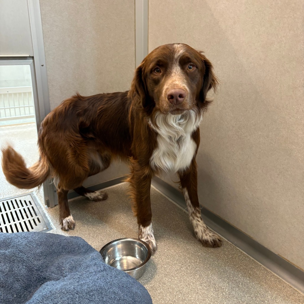 Freddy, an adoptable Mixed Breed in Hailey, ID, 83333 | Photo Image 5