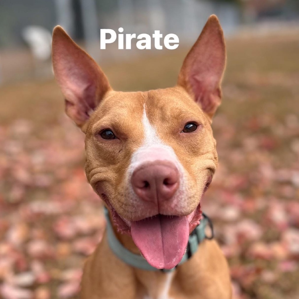 Pirate