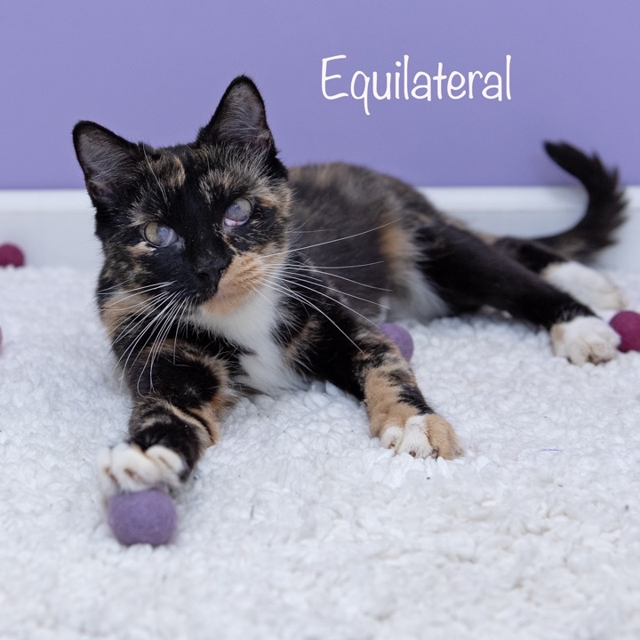 Equilateral