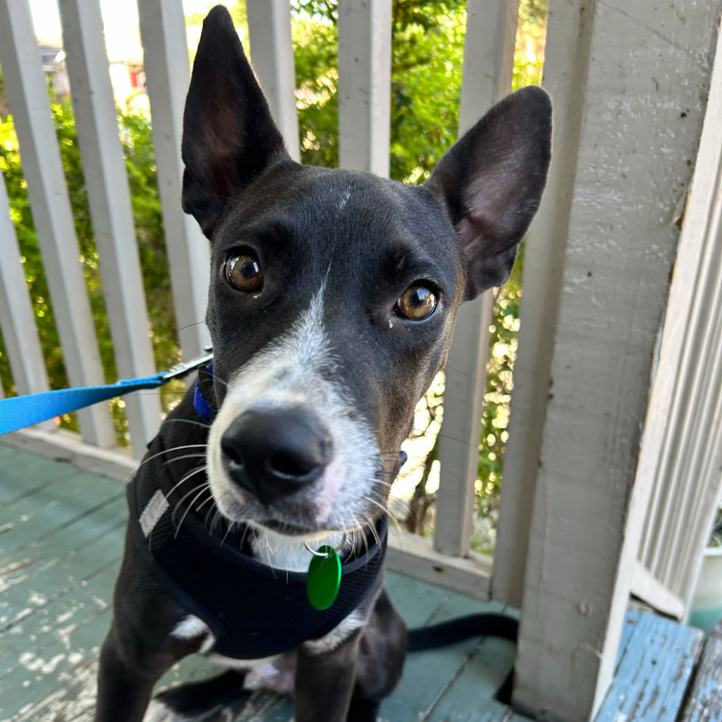 Pongo
