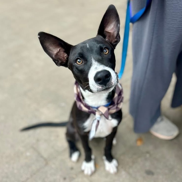 Pongo