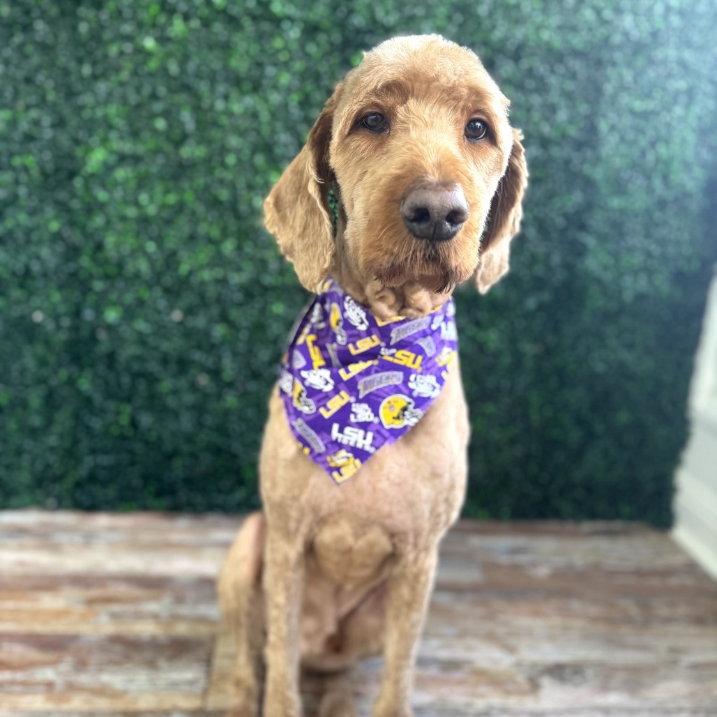 Oakley (Benefactor Dog)