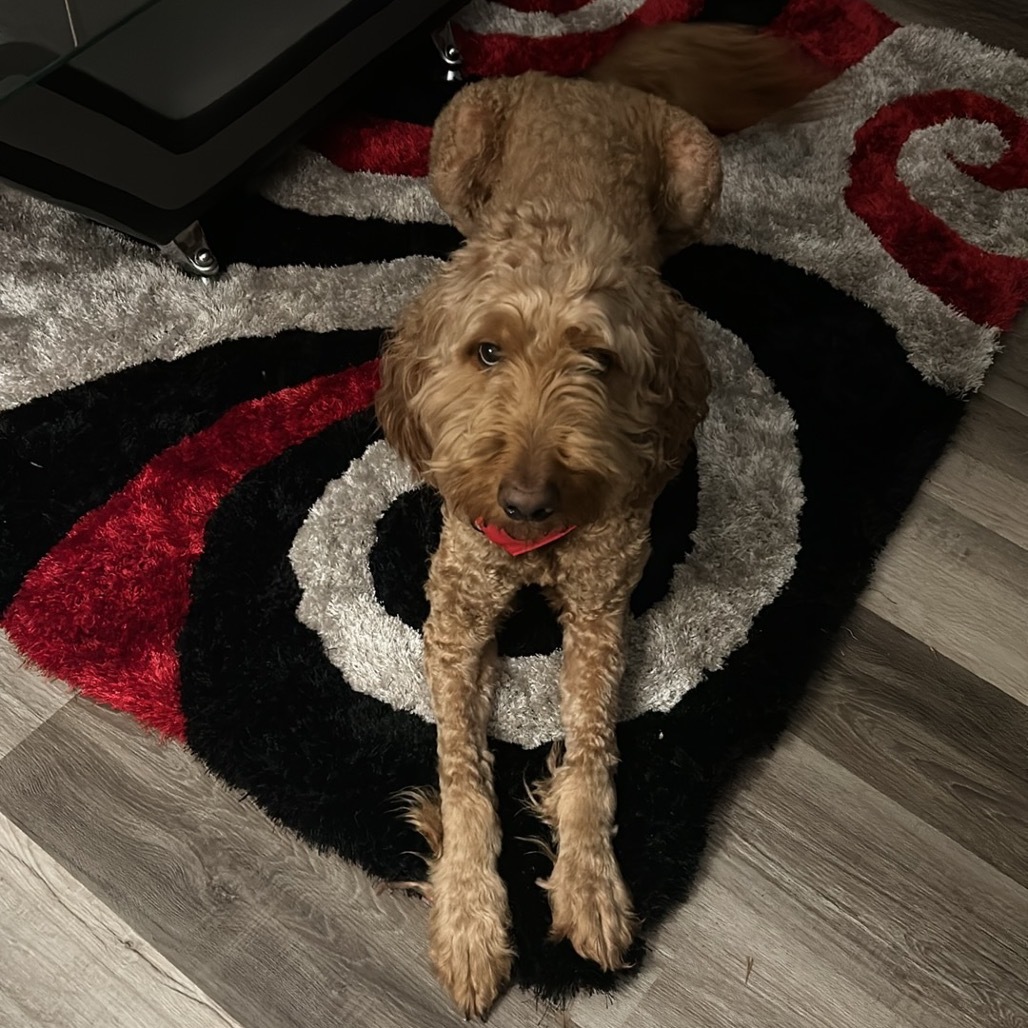 Oakley (Benefactor Dog)