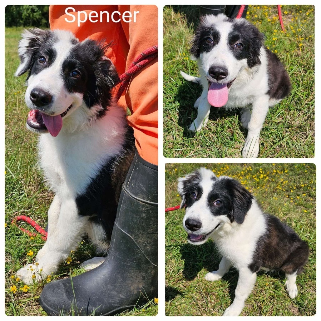 Spencer