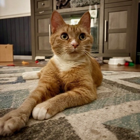 Sensual Amber