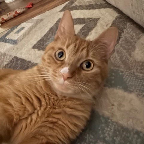 Sensual Amber