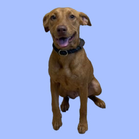 TUSC-Stray-81914