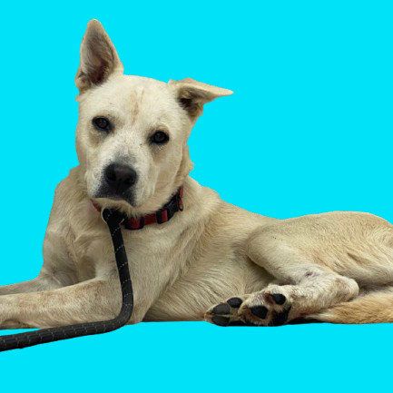 TUSC-Stray-81913
